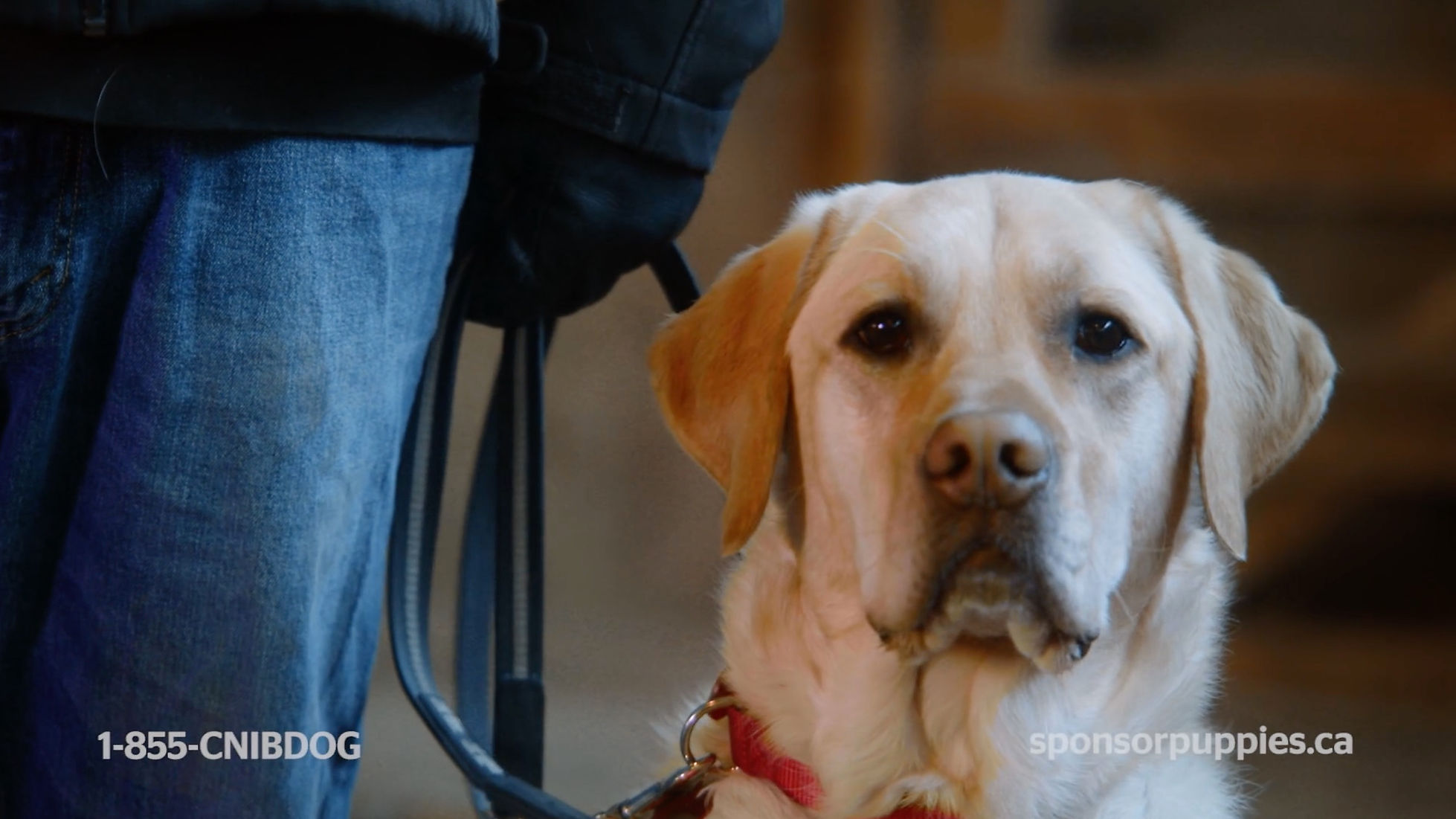 CNIB Guide Dogs - Waiting & Training 60s Video